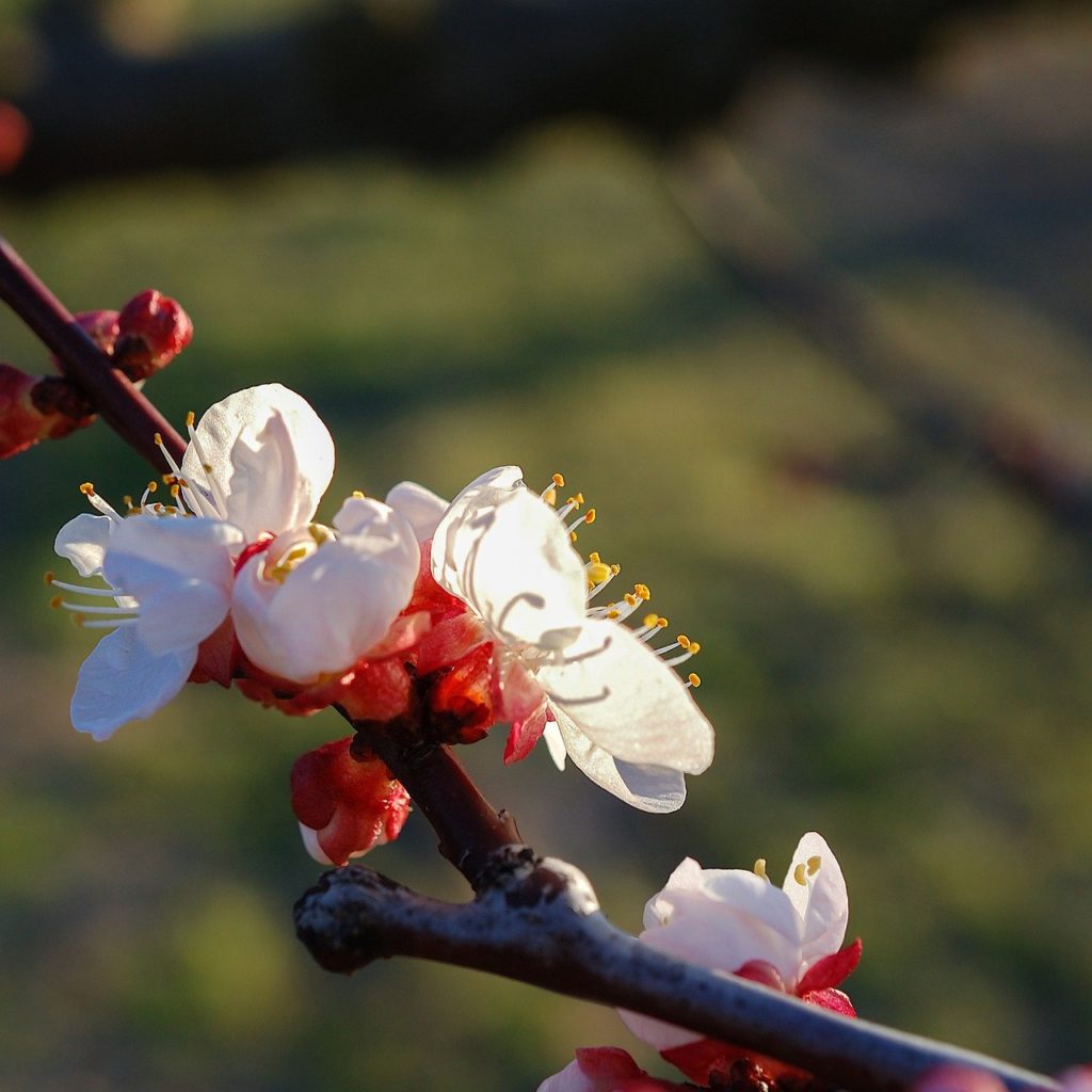 cherry blossoms, pink flowers, flowers-7225775.jpg
