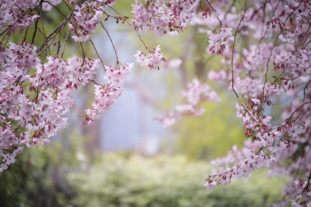 flowers, tree, cherry blossom-2832485.jpg